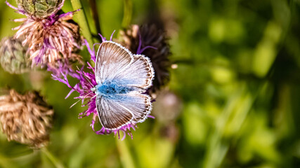 Macro of a beautiful blue butterfly on a flower