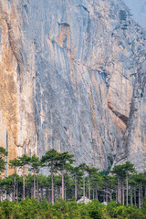 Detail of a steep rocky wall with green fir trees in the mountains. Steep stones of big rocky mountain with coniferous trees.