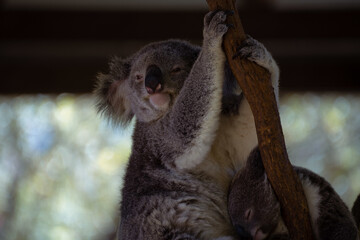 Closeup of a cute funny koala © Elliot Ward/Wirestock