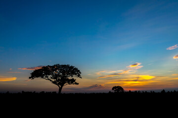Fototapeta na wymiar Sky evening light tree silhouette