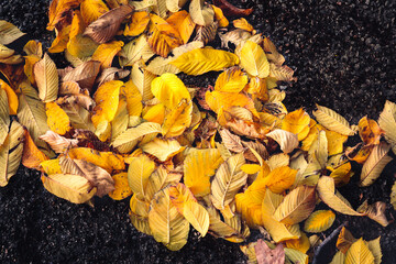 Yellow leaves on dark asphalt in the fall or autumn