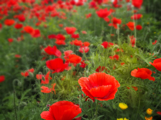 summer meadow with red poppy flowers