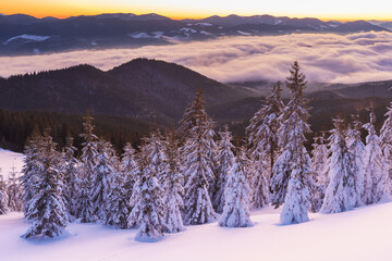 Fototapeta na wymiar Winter in the Ukrainian Carpathian mountains with morning fogs
