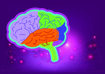 brain schematic raster illustration. Medical science educational illustration. Copy space for your text