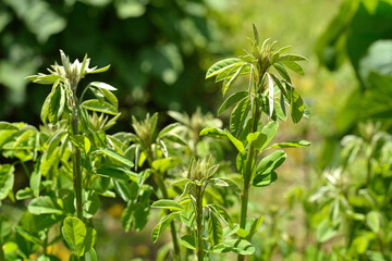 ソメワキハギ　マメ科