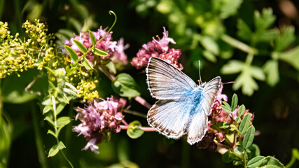 Macro of a beautiful blue butterfly on a flower