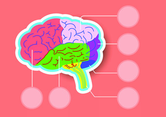 brain schematic raster illustration. Medical science educational illustration. Copy space for your text