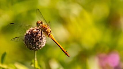 Macro of a beautiful orange dragonfly on a flower