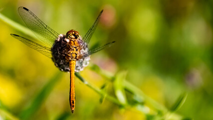 Macro of a beautiful orange dragonfly on a flower