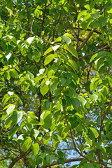 トチュウ　トチュウ科