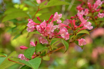 タニウツギ　スイカズラ科