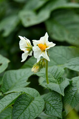 ジャガイモ　ナス科