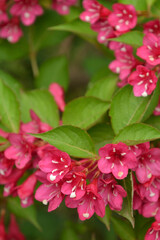 ヤブウツギ　スイカズラ科