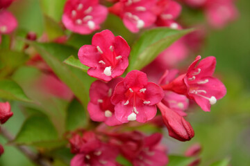 ヤブウツギ　スイカズラ科