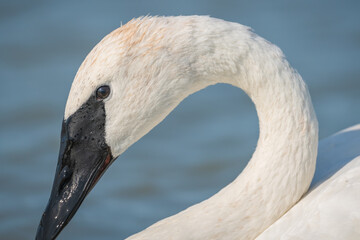 Closeup shot of trumpeter swan swimming on a lake