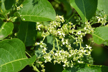 マユミ　ニシキギ科