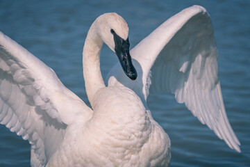 Closeup shot of trumpeter swan with wide-open wings swimming on a lake © Dionnisios Patricio/Wirestock
