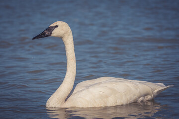 Closeup shot of trumpeter swan swimming on a lake © Dionnisios Patricio/Wirestock