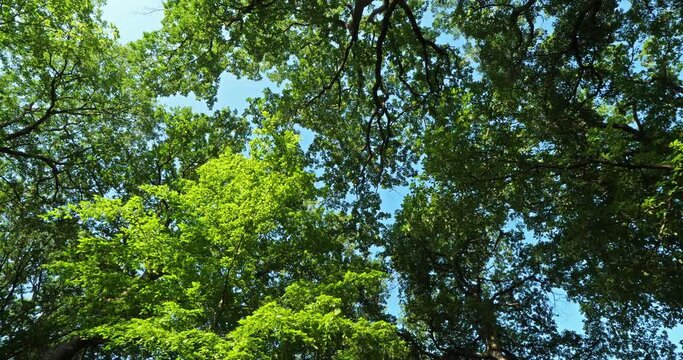 Celtis australis, commonly known as the European nettle tree, Mediterranean hackberry, lote tree, or honeyberry