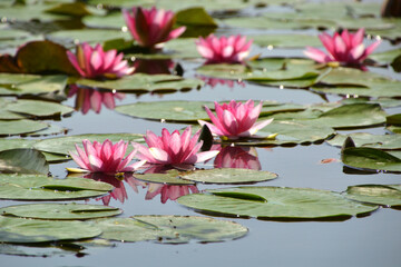 見沼自然公園・修景池