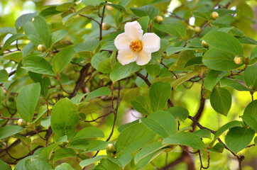 ナツツバキ　ツバキ科