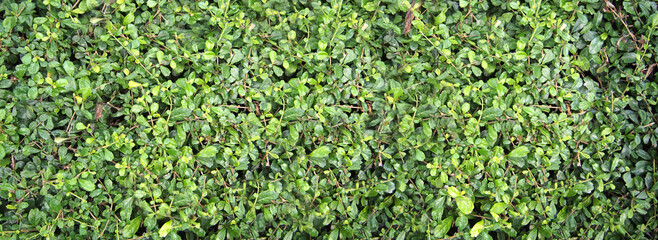 small green leaves wall background