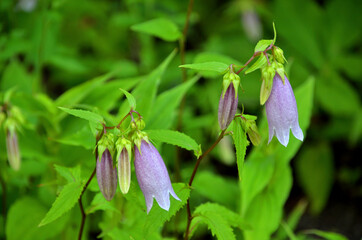ホタルブクロ　キキョウ科