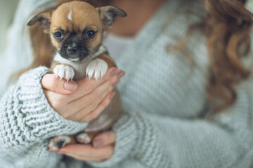 The owner of the dog and her pet. Happy ethnic girl holding a cute puppy near her face, expresses love and care for a pet, woman in a sweater. High quality photo.