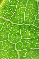 Fototapeta premium Papaya leaf.