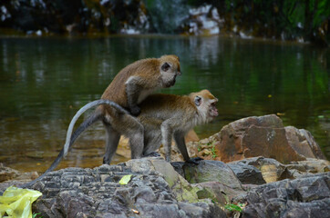 Closeup shot of wild Macaques mating