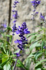 ブルーサルビアの花