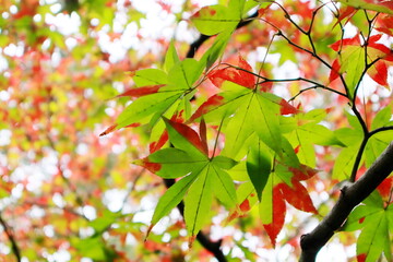 日本　高崎の紅葉