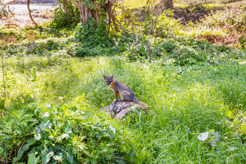 Island Fox at Sugglers Cove on Santa Cruz, Channel Islands National Park, California