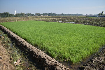 a place for seeding rice seeds
