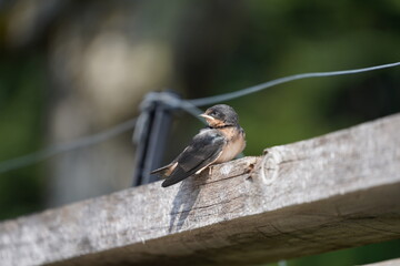 燕　ツバメ　北米のツバメ　鳥　日光浴
