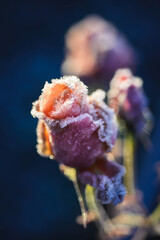 Rose in frost