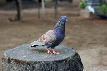 pigeon on the ground