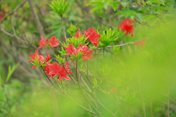 霧ヶ峰　八島ヶ原湿原　レンゲツツジ