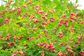 霧ヶ峰　八島ヶ原湿原　サラサドウダン