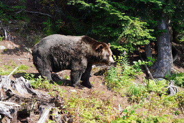 Obraz na płótnie Canvas 灰色熊　ハイイログマ　グリズリー　餌を食べる　野生動物　熊　グラウスマウンテン