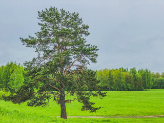 Fototapeta premium tree in the field