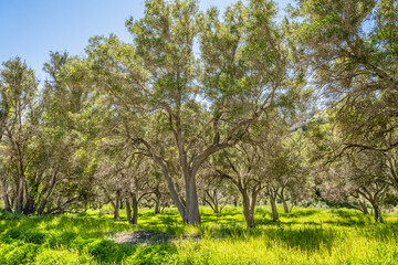 Fototapeta na wymiar Thicket of trees on Santa Cruz Island, Channel Islands National Park, California