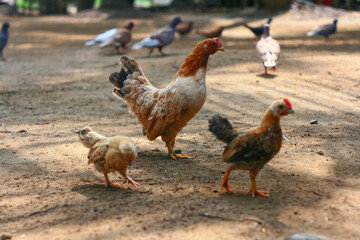 range chickens. Mother hen chicken with chicks