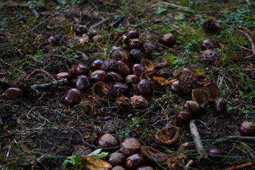 マロニエの実　西洋トチ　栃の実　木の実　秋