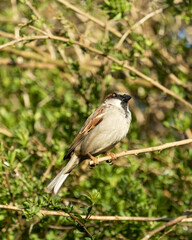 Male House Sparrow, Passer domesticus, perched on branch with foliage background