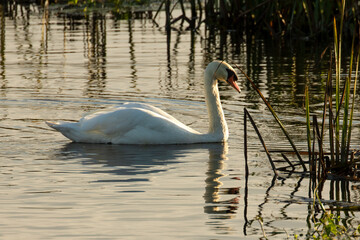 Obraz premium Elegant Mute Swan, Cygnus olor, gently swimming on river in early morning sunshine