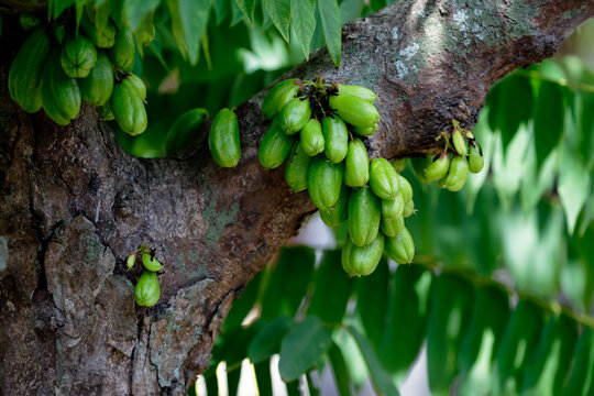 Averrhoa bilimbi fruit trees in the garden