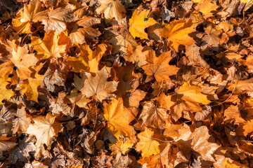 Orange autumn leaves background. Colorful image of fallen autumn leaves background.