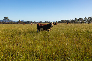 cows in a field
