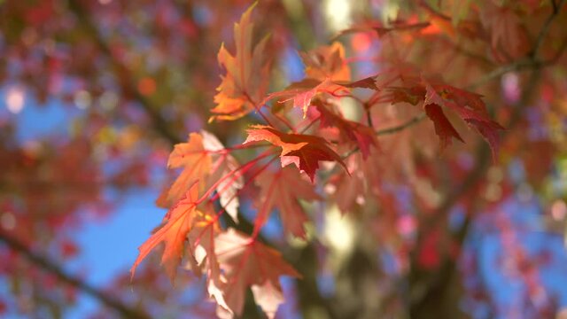 Red autumn maple tree leaves flowing in the breeze in slow motion